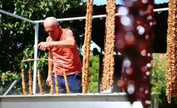 Elazığ’da hasadı başladı: Köylünün geçim kaynağı oldu, taleplere yetişemiyorlar