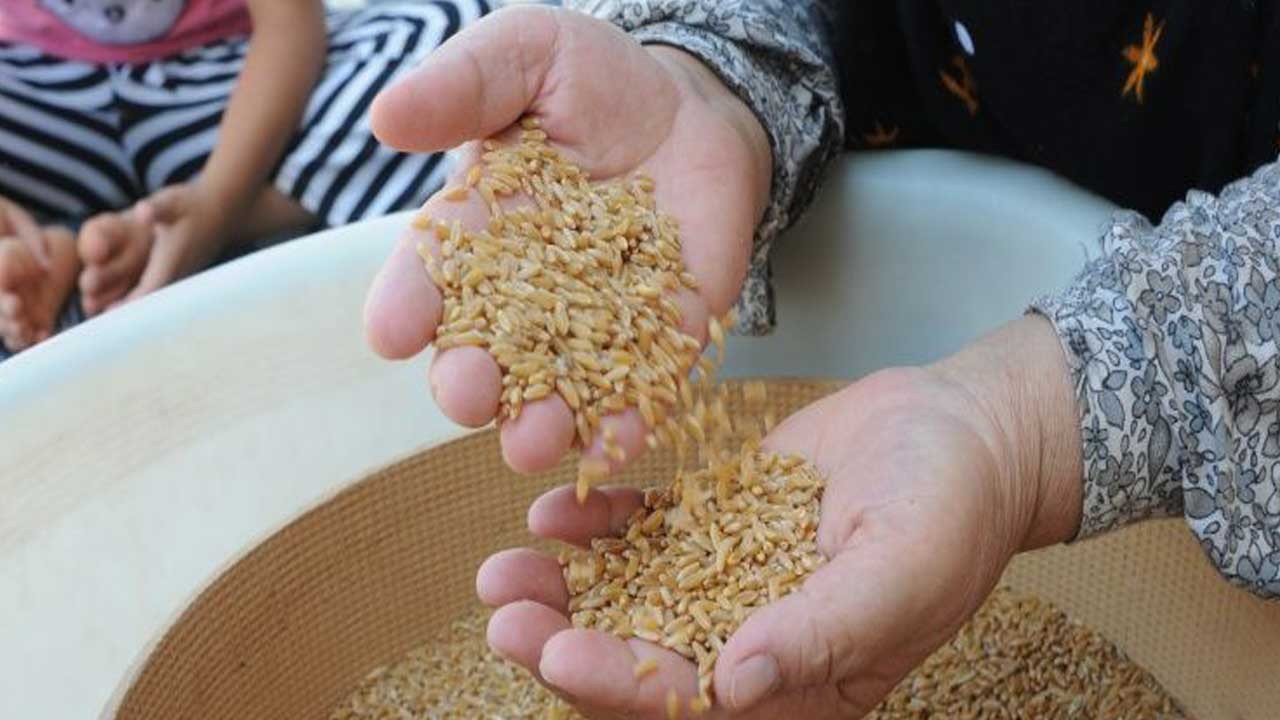 Buğday, arpa fiyatları ne kadar oldu Ekim 2025? TMO buğday alım fiyatı