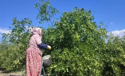 Çinliler ölümsüzlük meyvesi diyor: Ankara’nın Güdül ilçesinde toplanıyor